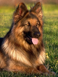 Grass meadow dog animal Photo