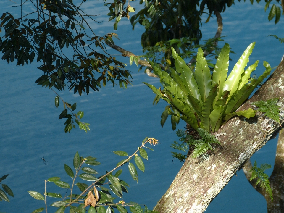 Albero acqua natura ramo