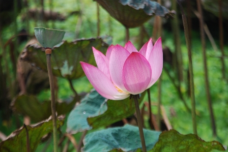 Foto Alam mekar tanaman daun