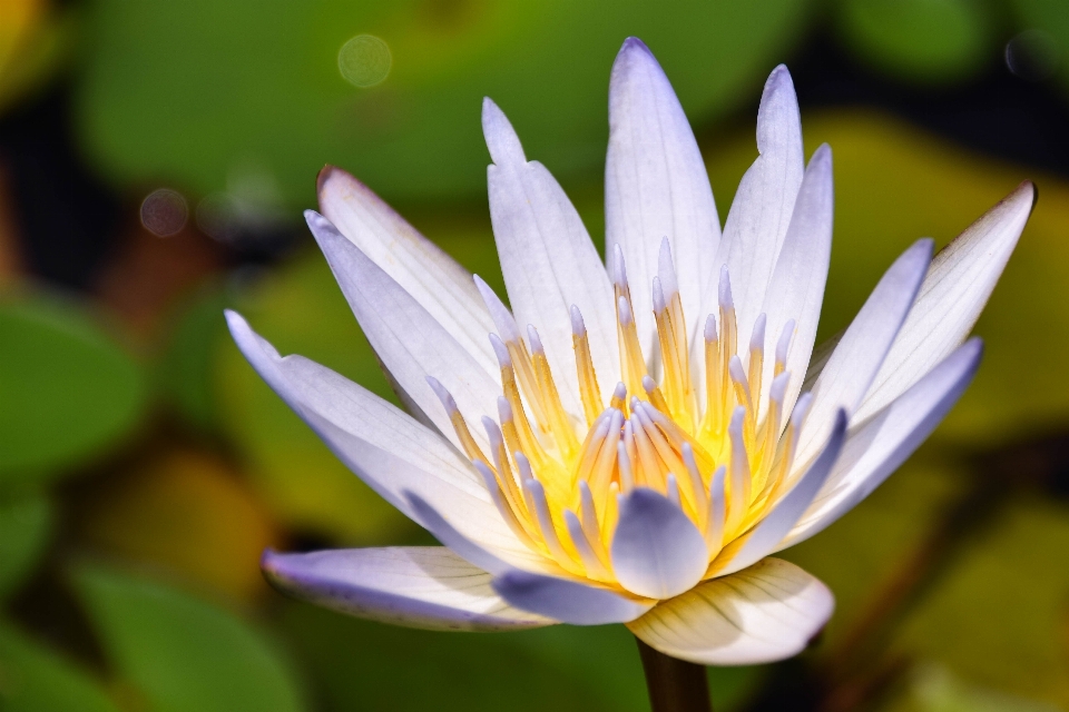 Natur blüte anlage blume