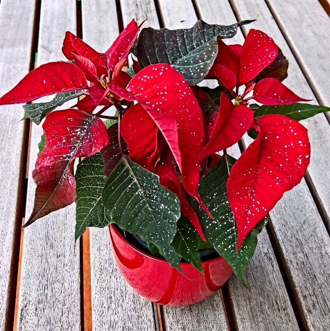 Plant leaf flower petal