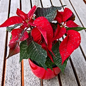 Plant leaf flower petal Photo