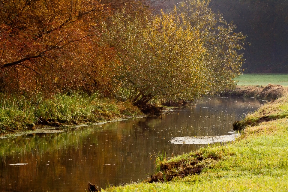 Landscape tree water nature