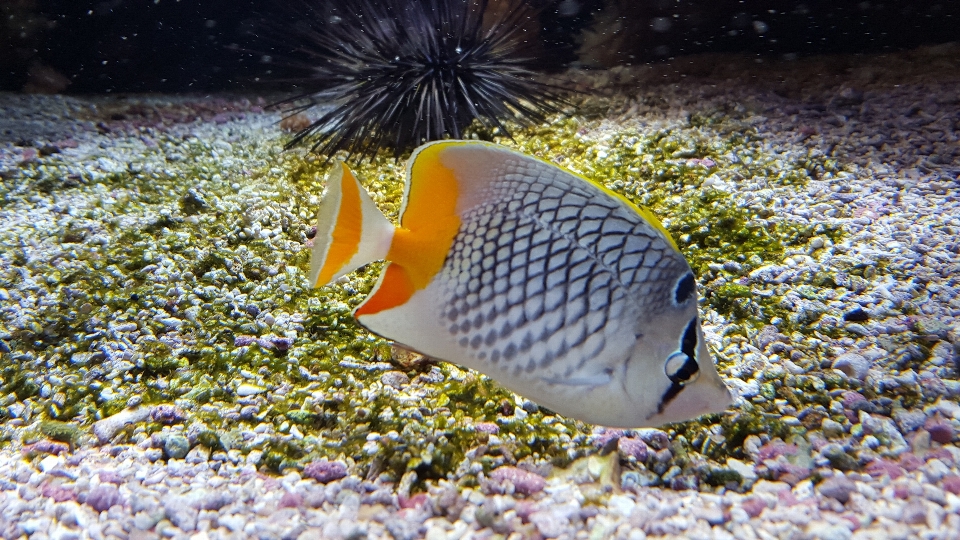 Mer faune sous-marin la biologie