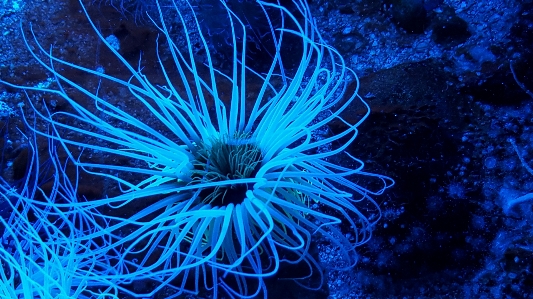 Ocean animal biology blue Photo