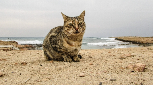 Beach outdoor sand animal Photo