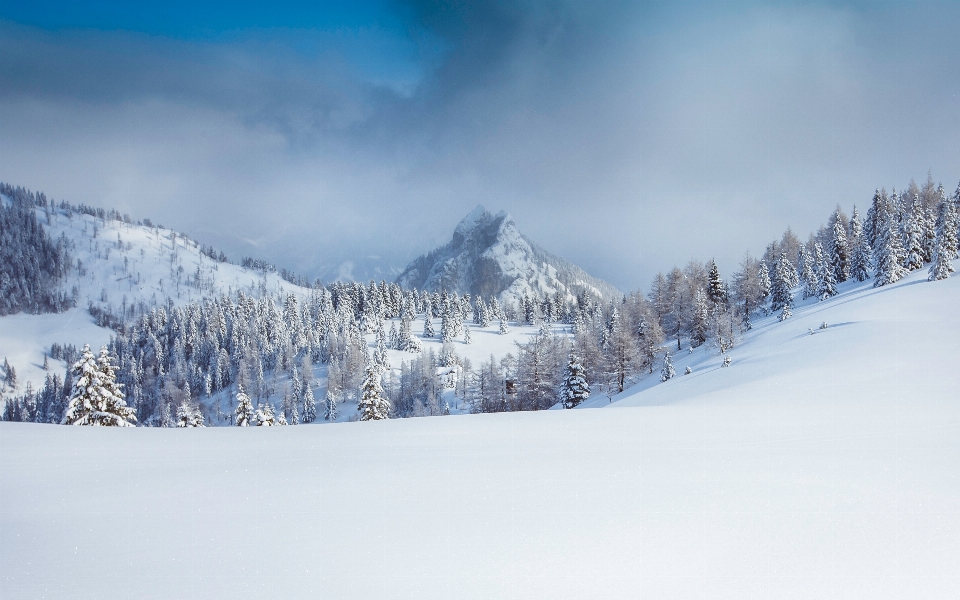 Forêt montagne neige hiver