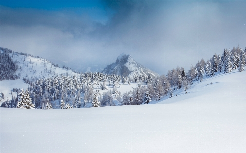 Forest mountain snow winter Photo