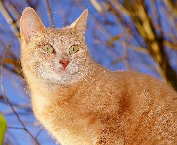 Foto Dolce visualizzazione animale carino