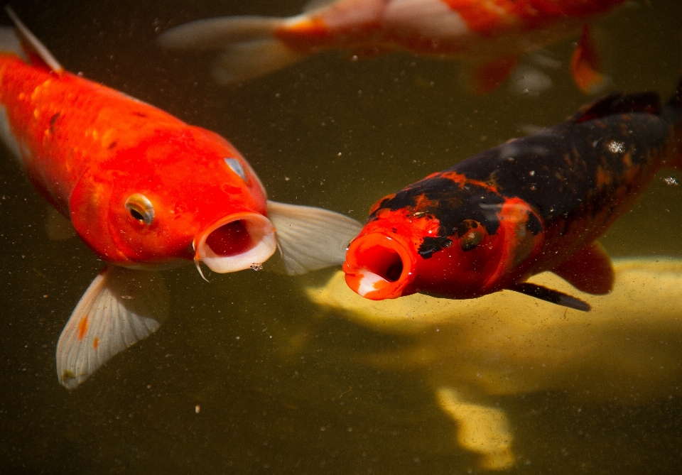 Lac rivière étang poisson