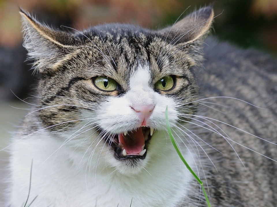 Animal gato felino mamífero