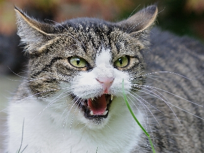 Foto Animale gatto felino mammifero