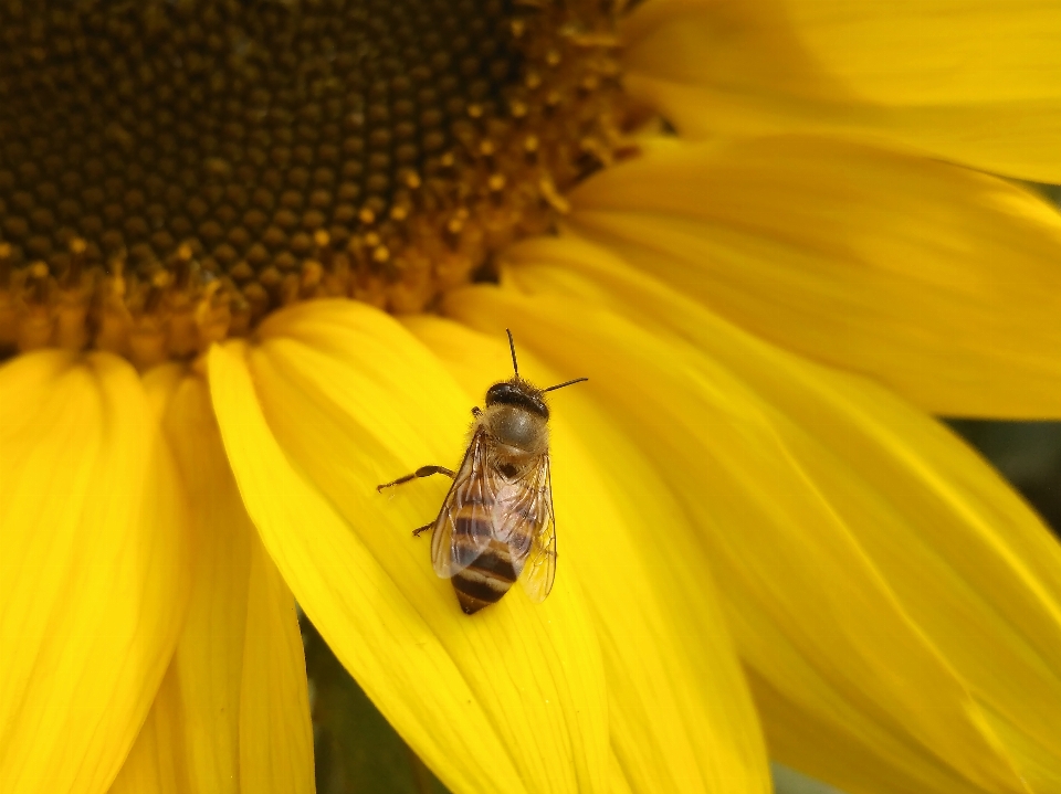 Natura zakład fotografia kwiat