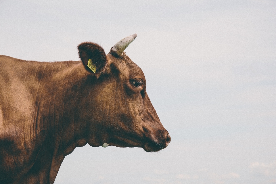 Se brouiller cultiver animal faune