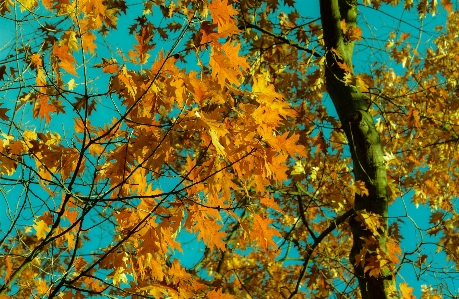 Foto árbol bosque rama planta