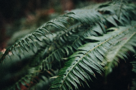 Tree nature forest branch Photo