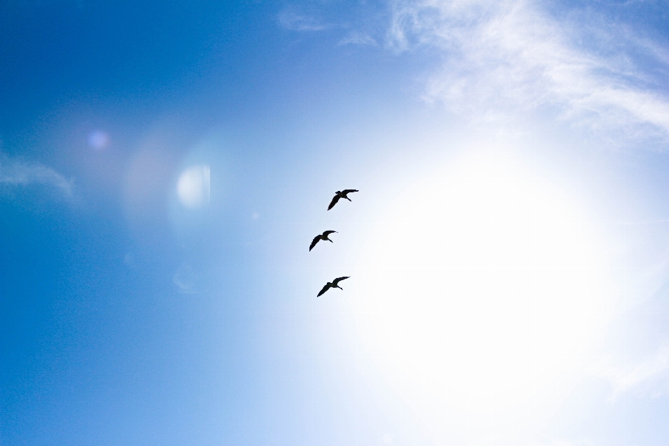 Bird wing cloud sky