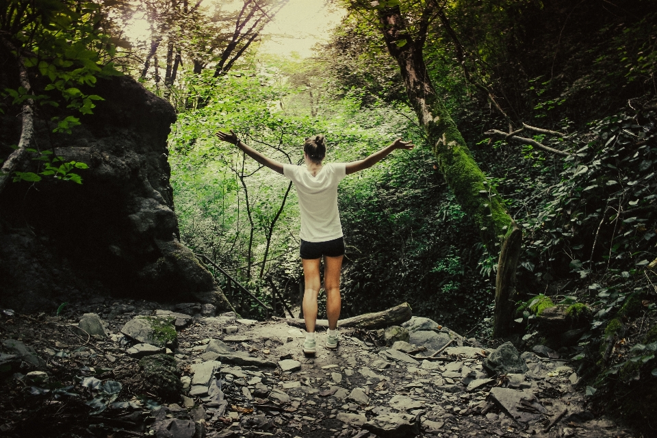 Tree nature forest rock