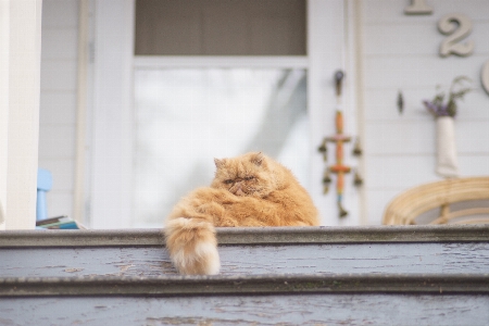 Foto Anak kucing mamalia kulit