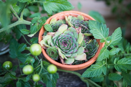 Blur growth plant fruit Photo