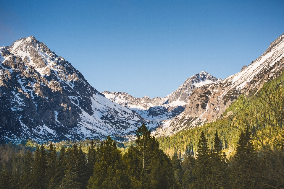 Landscape nature forest wilderness