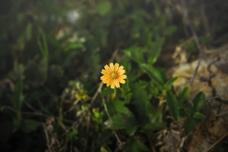 自然 草 花 ぼかし