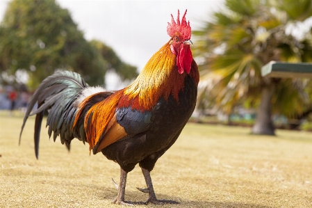 鳥 動物 嘴 大きい 写真