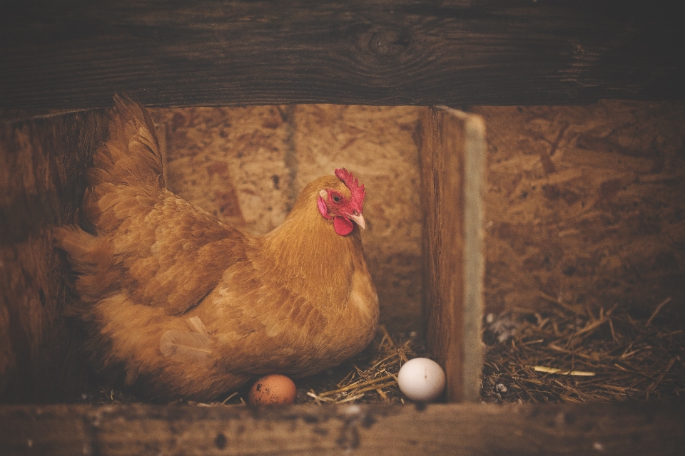 Uccello ala legna azienda agricola