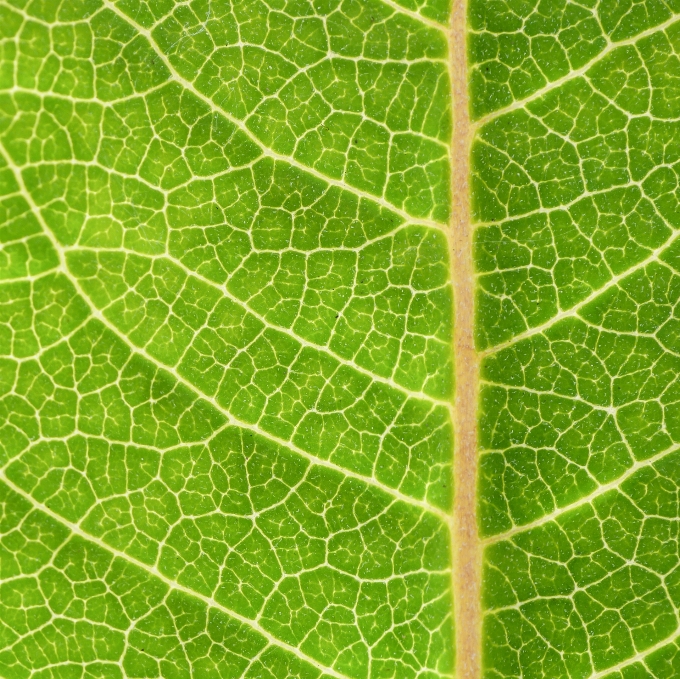 Nature plant leaf summer