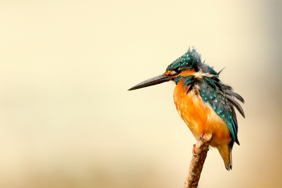 Naturaleza pájaro ala animal