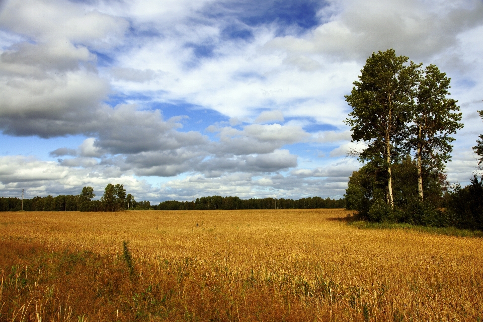 Paesaggio albero natura erba