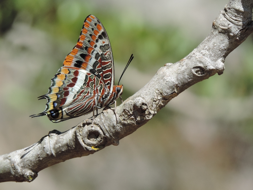 Natur zweig flügel fotografie