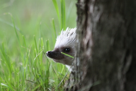 Photo Nature oiseau mignon faune