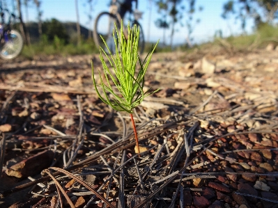 Tree nature grass growth Photo