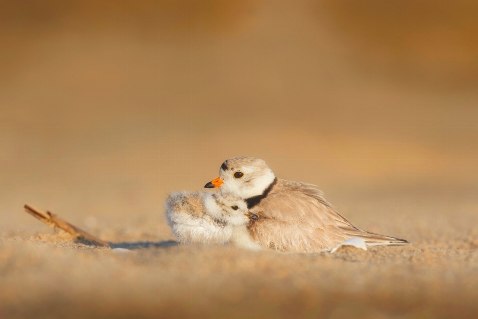 ビーチ 砂 鳥 かわいい