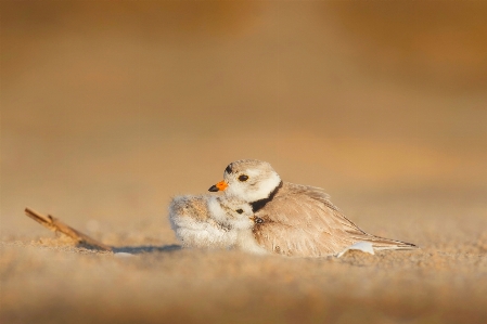 Beach sand bird cute Photo