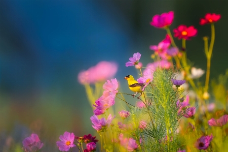 Landscape nature grass blossom Photo