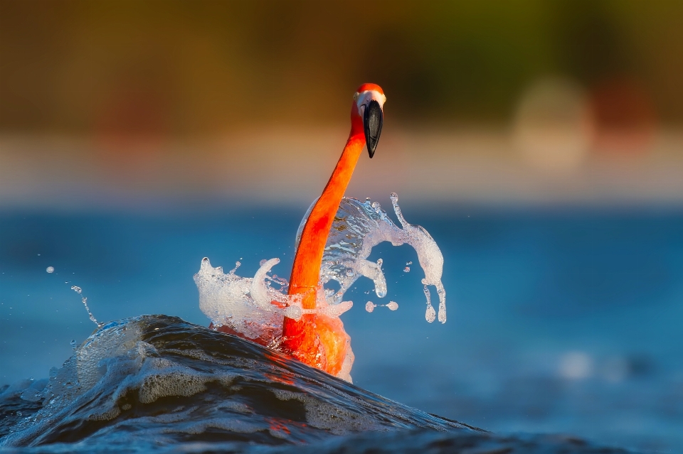 Water bird lake orange