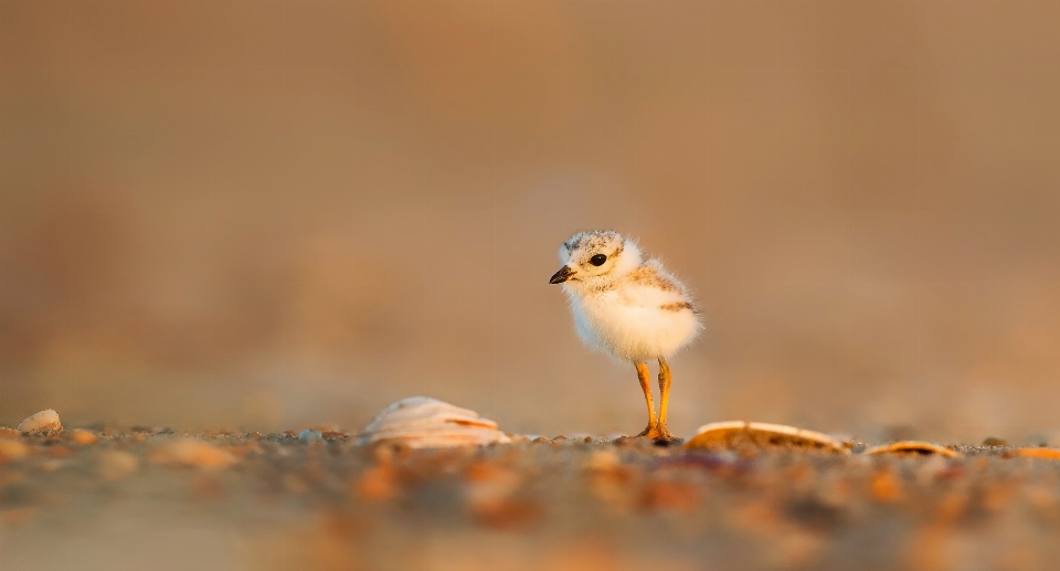 Strand natur sand zweig