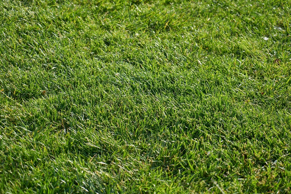 Nature grass outdoor growth