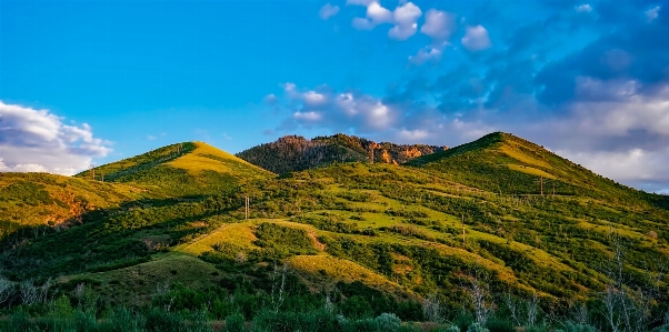 Landscape tree nature forest Photo