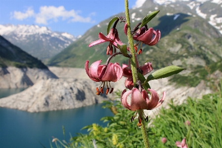 Landscape water nature blossom Photo