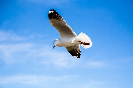 Bird wing sky animal Photo