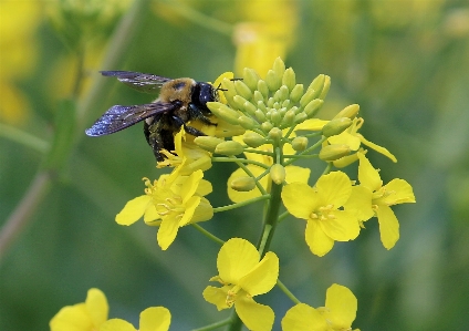 Nature plant field meadow Photo