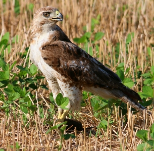 自然 鳥 ねずみ 動物 写真