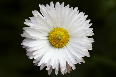 Foto Fiore bianco e nero
 pianta fotografia