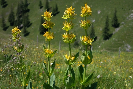 Grass blossom plant field Photo