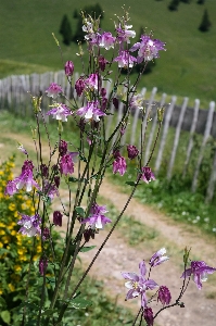 Grass blossom plant meadow Photo