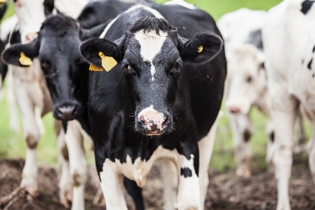 Farm food herd pasture Photo