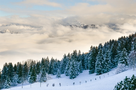 Landscape tree nature forest Photo